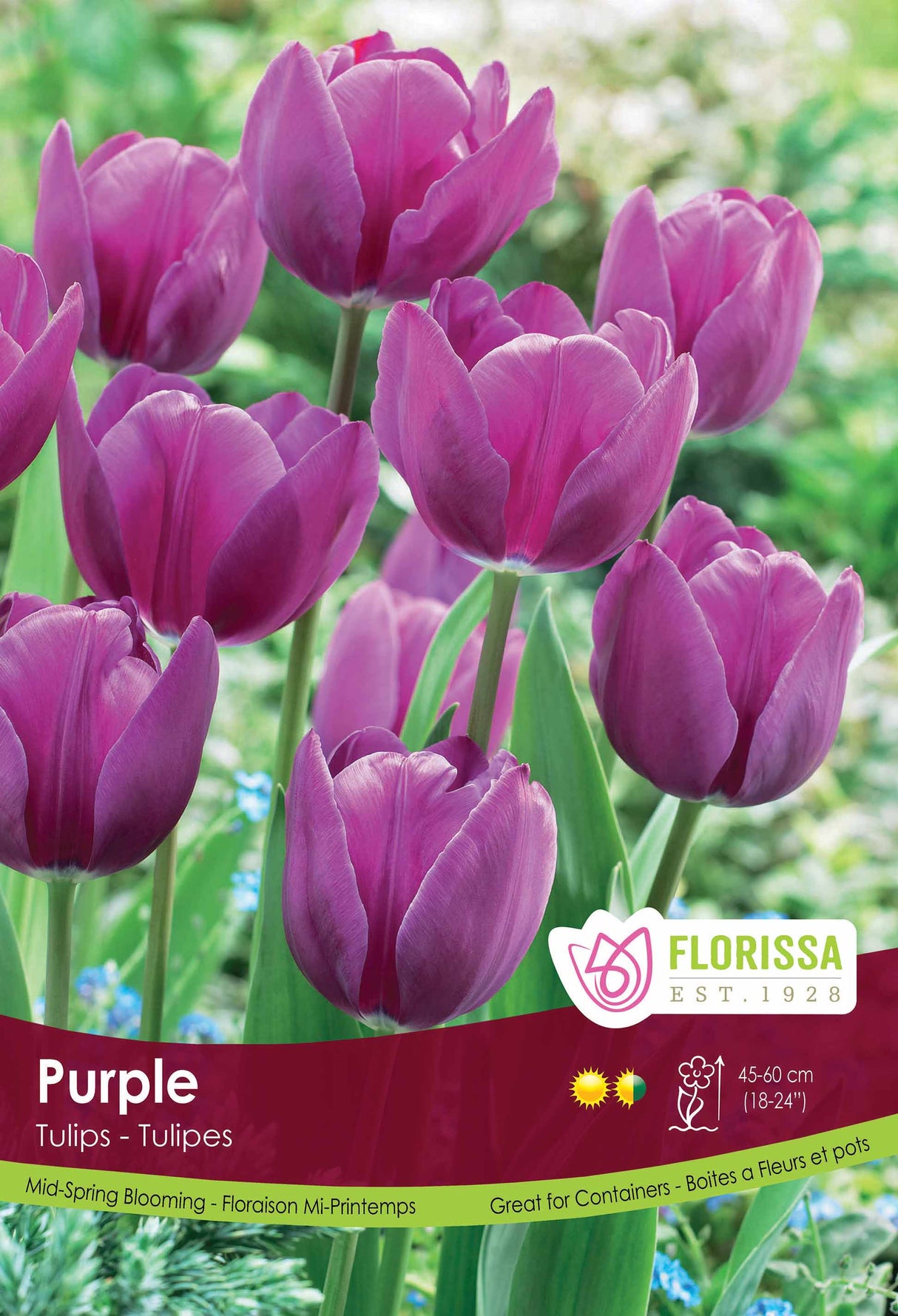 Tulip Purple Poster Board