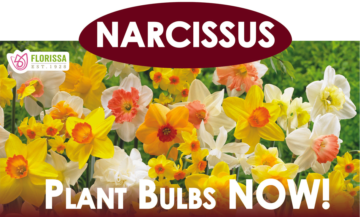 Theme Display Rack Topper - Narcissus Mixed