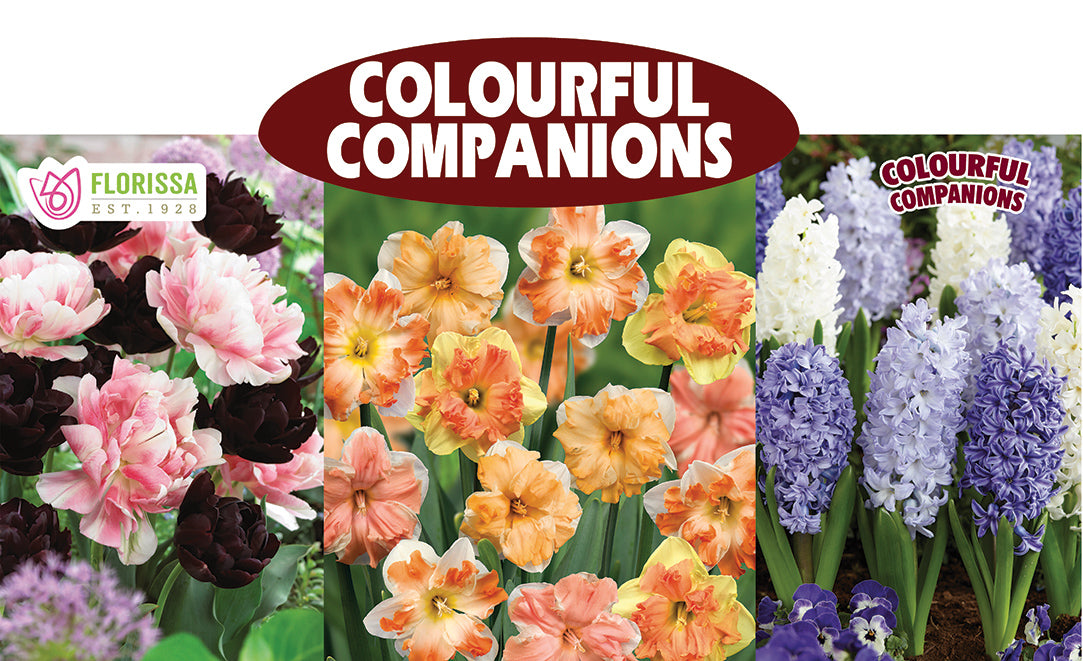 Theme Display Rack Topper - Colourful Companions