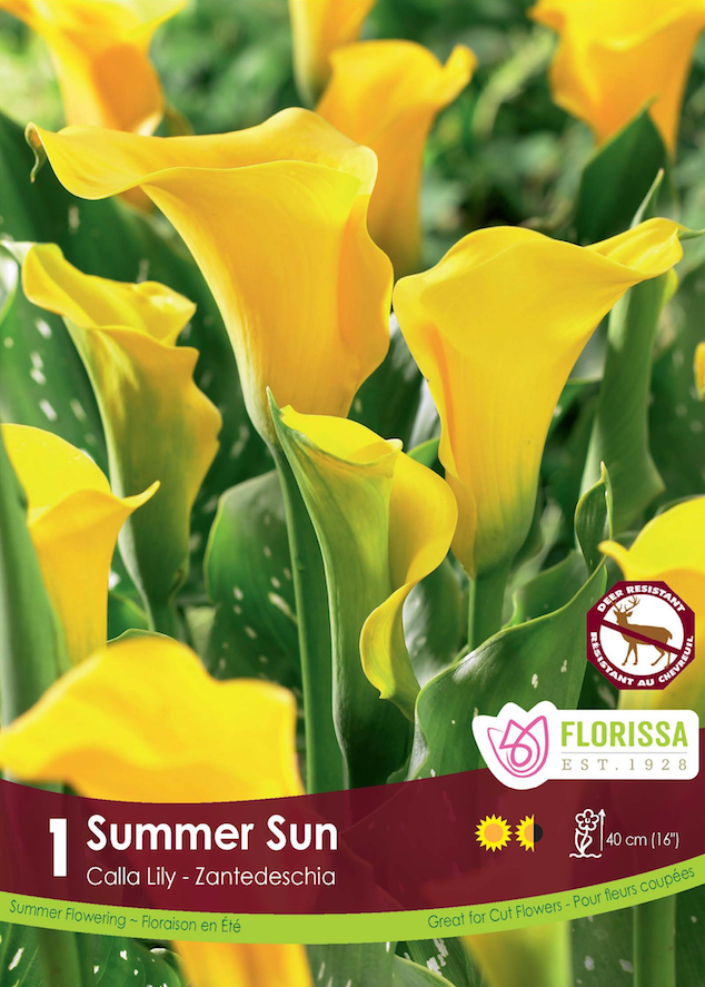 Calla Lily Zantedeschia - Summer Sun Retail Pkg