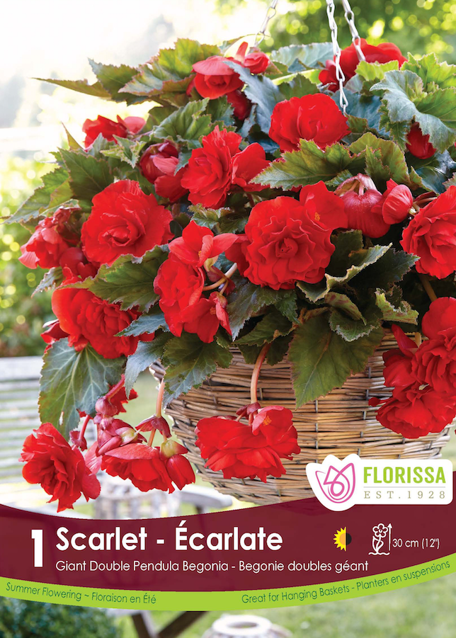 Begonia - Double Pendula Scarlet 6/up Retail Pkg