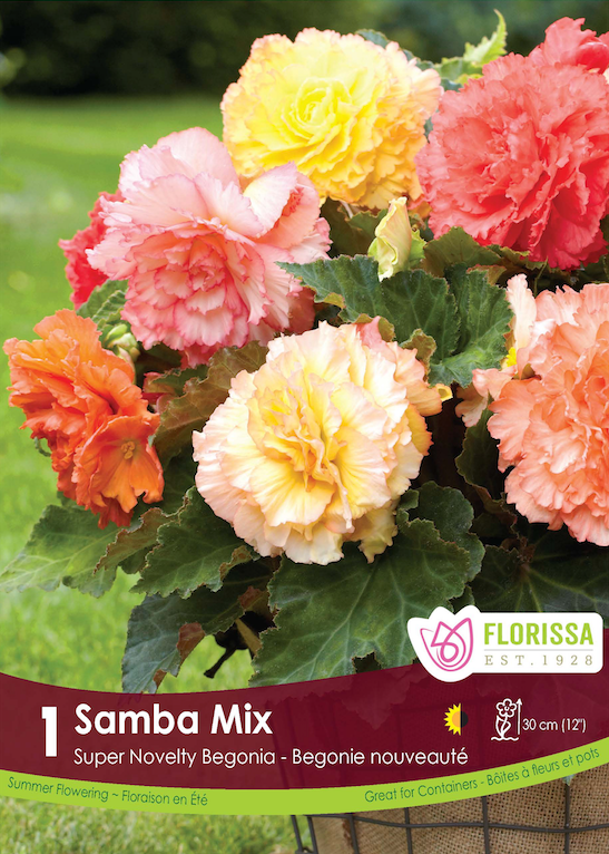 Begonia - Sup. Novelty Samba Retail Pkg