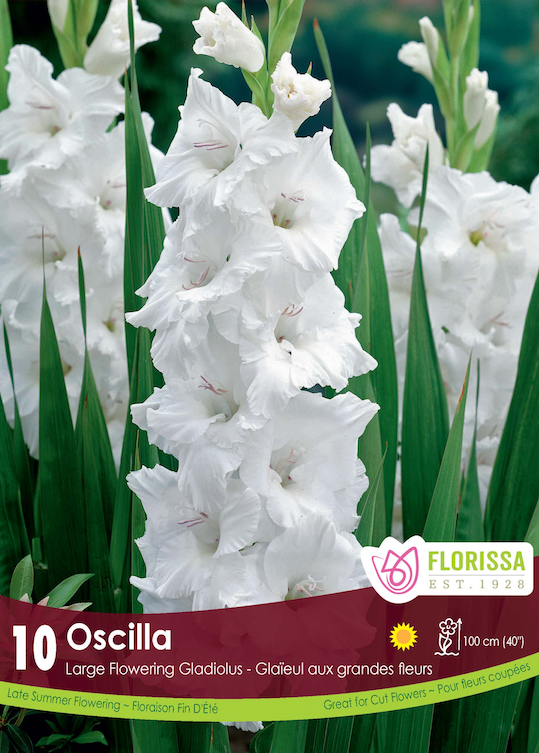 Gladiolus - Oscilla Retail