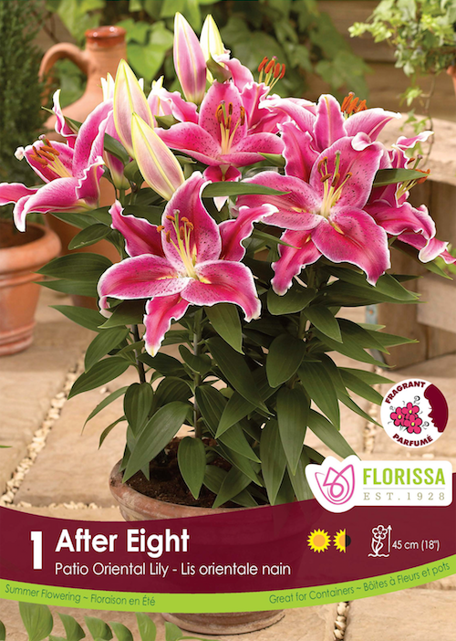 Lily Patio Oriental  - After Eight Retail