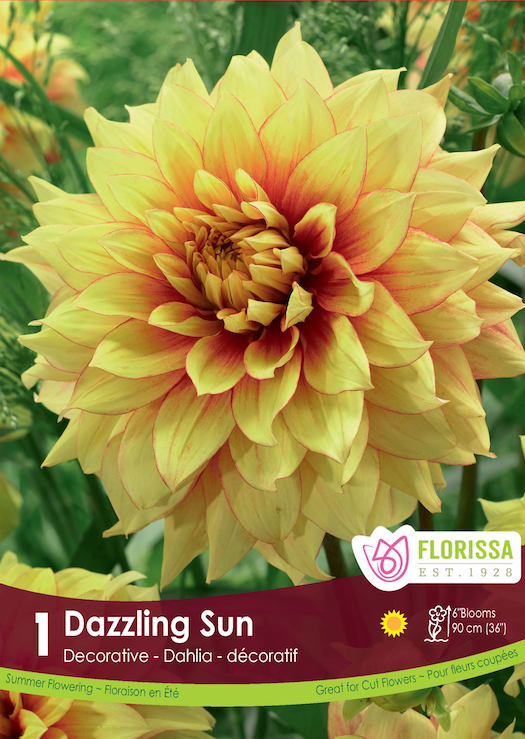 Dahlia Decorative - Dazzling Sun Retail