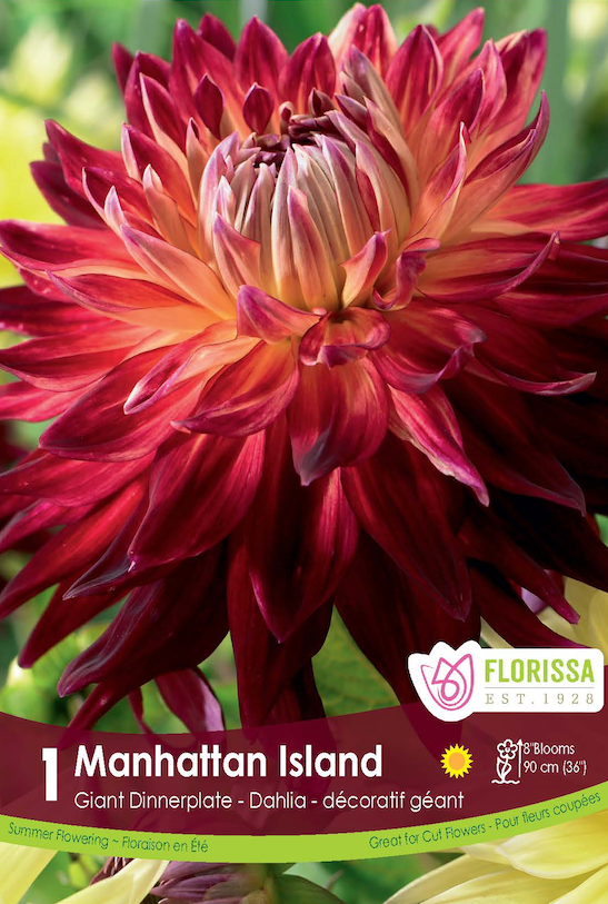 Dahlia Giant Dinnerplate - Manhattan Island Retail Pkg