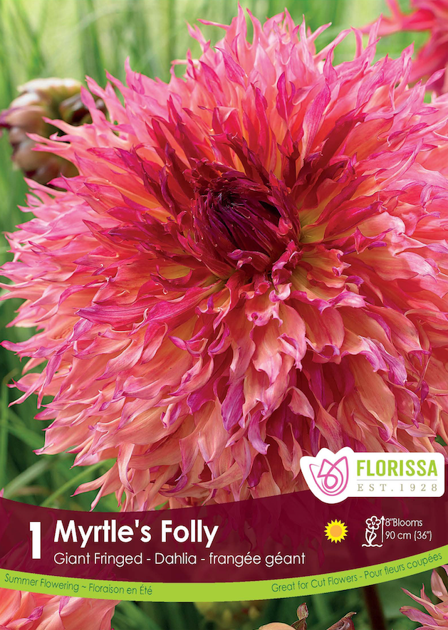 Dahlia Giant Dinnerplate - Myrtle's Folly Retail Pkg