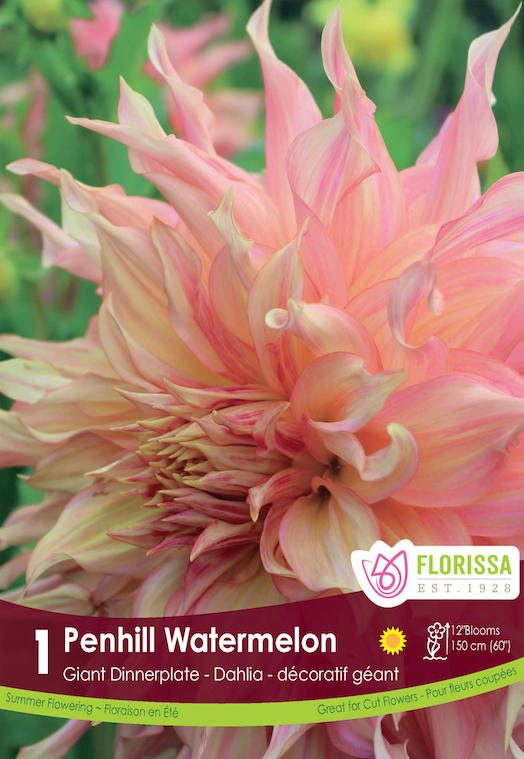 Dahlia Giant Dinnerplate - Penhill Watermelon Retail Pkg