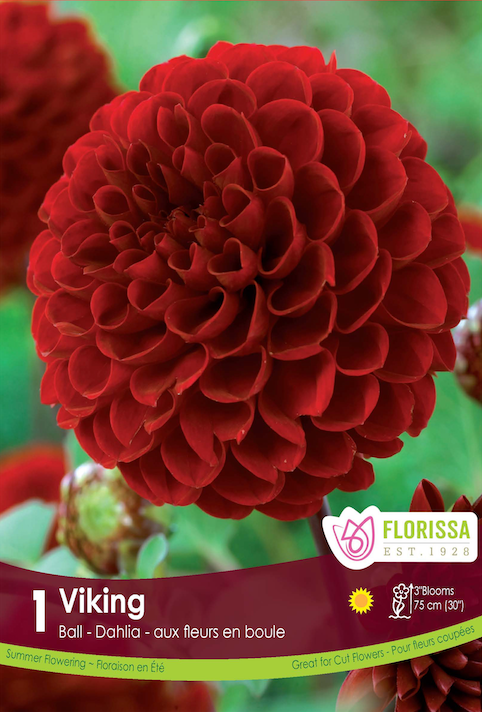 Dahlia Pompon - Viking Retail Pkg