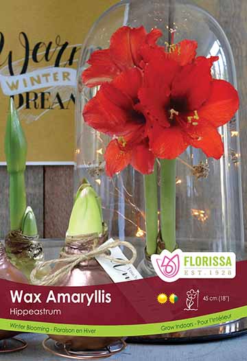 Amaryllis Waxed Poster Board