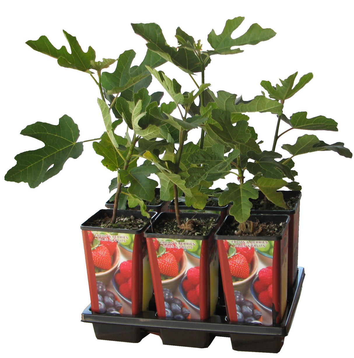 6-up Shuttle Tray for Small Fruits